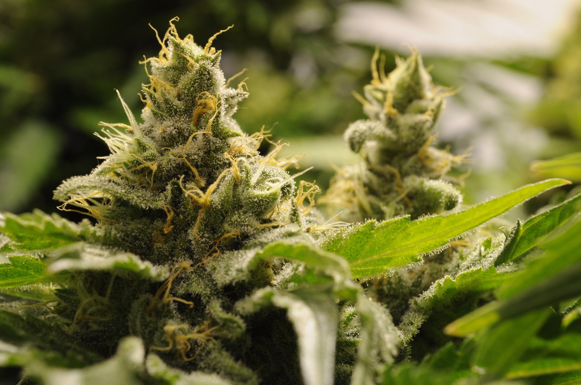Marijuana: low doses relieve stress, high doses cause anxiety