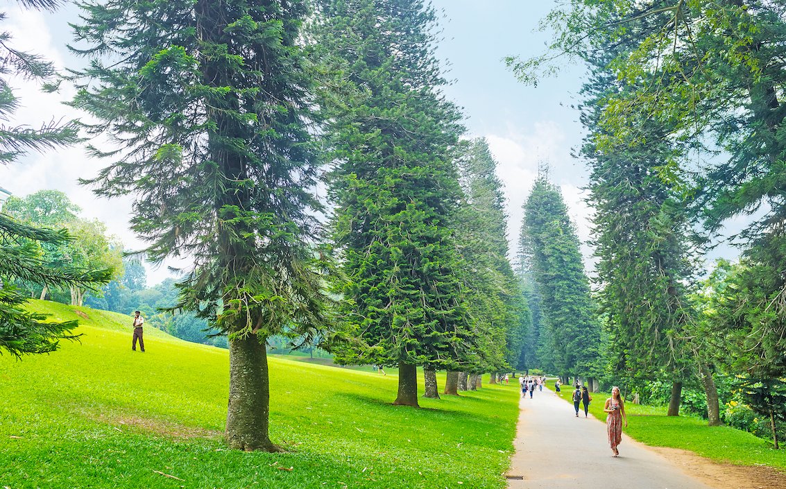 These pine trees always grow toward the equator