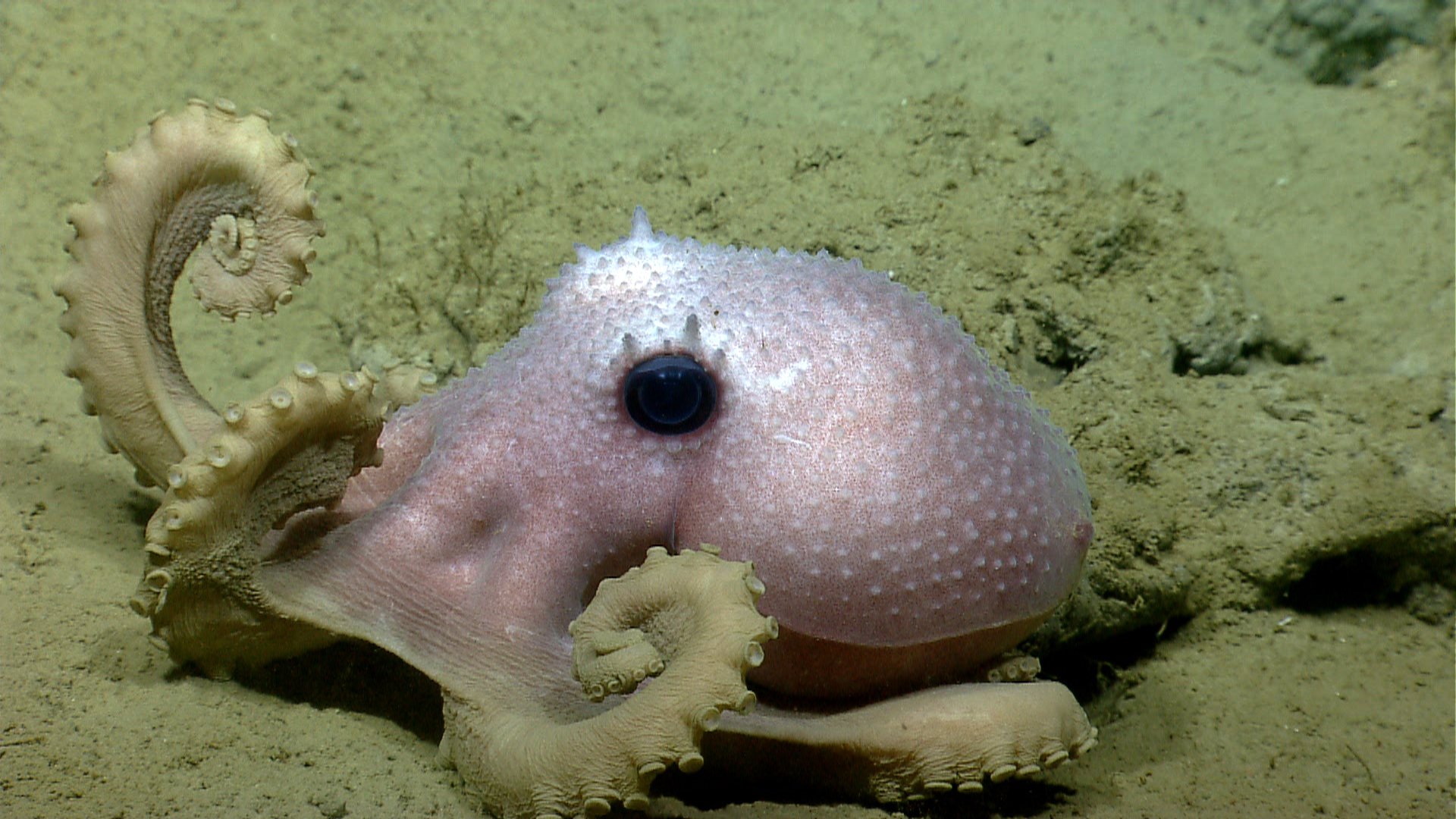 Deep sea octopus species can be identified by their warts