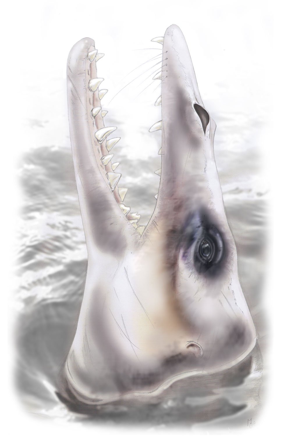 Early whales had limited hearing like their relatives on land