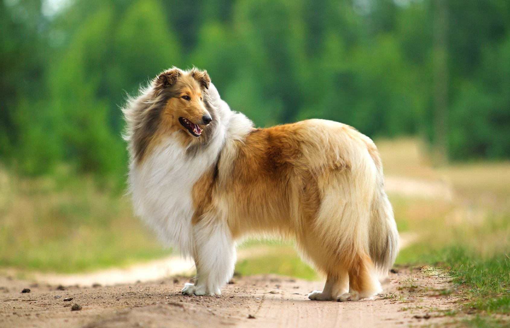 Earth.com presents: Animals who became movie stars