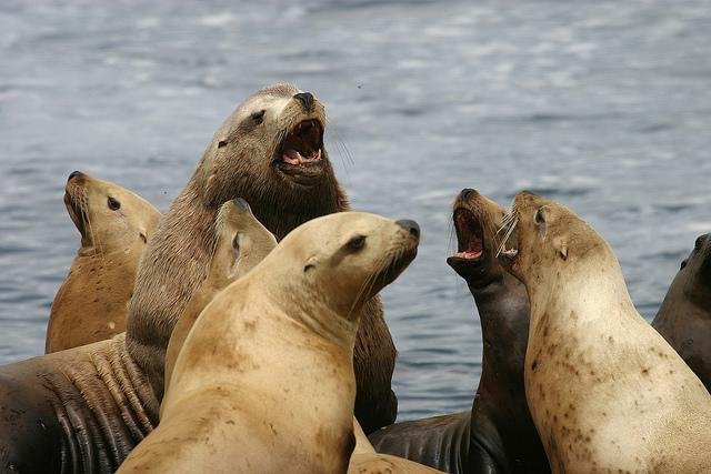 Stellar sea lions stick close to home when breeding
