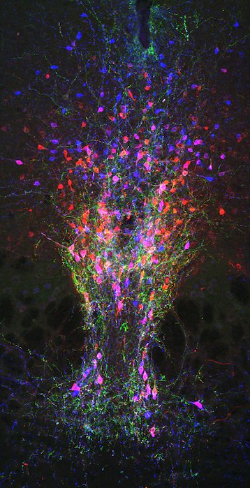 How the brain overrides the urge to sleep in order to stay awake