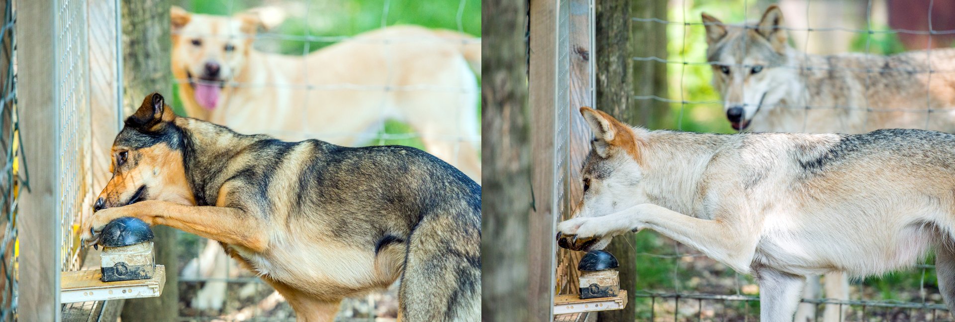 Study: Wolves, dogs understand inequality