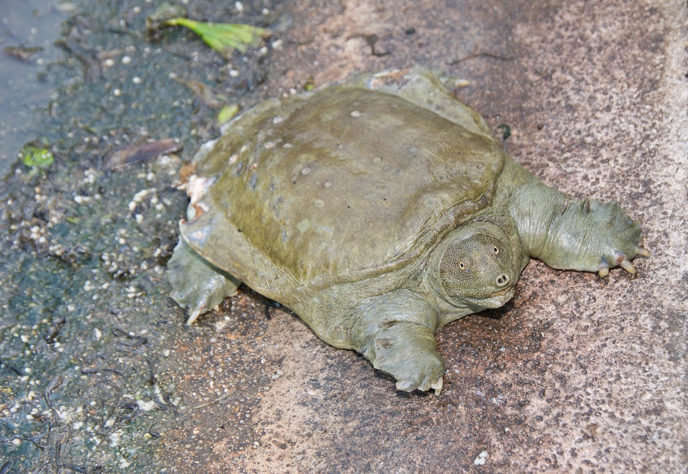 Soft shelled turtles likely spreading cholera in China