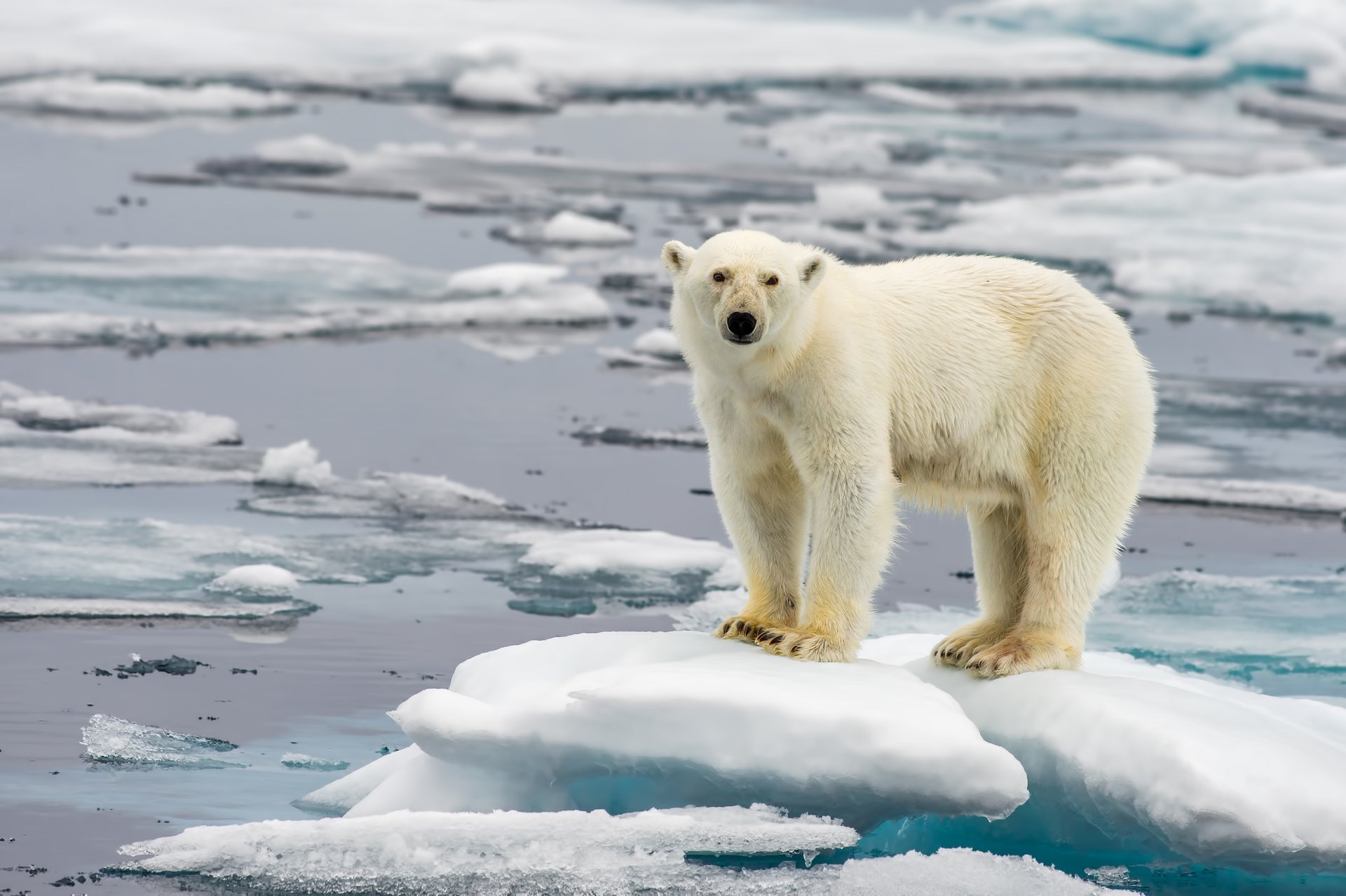 Accelerated sea ice creates serious challenges for polar bears