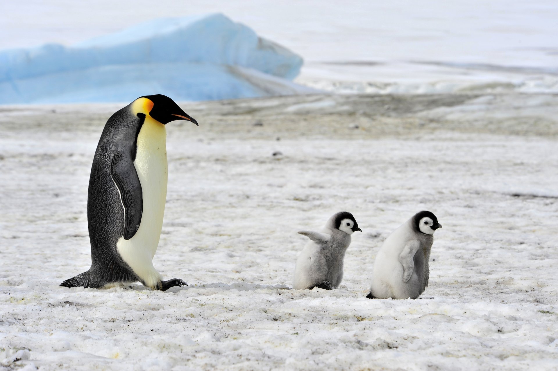 Study paints bleak future for Emperor penguins