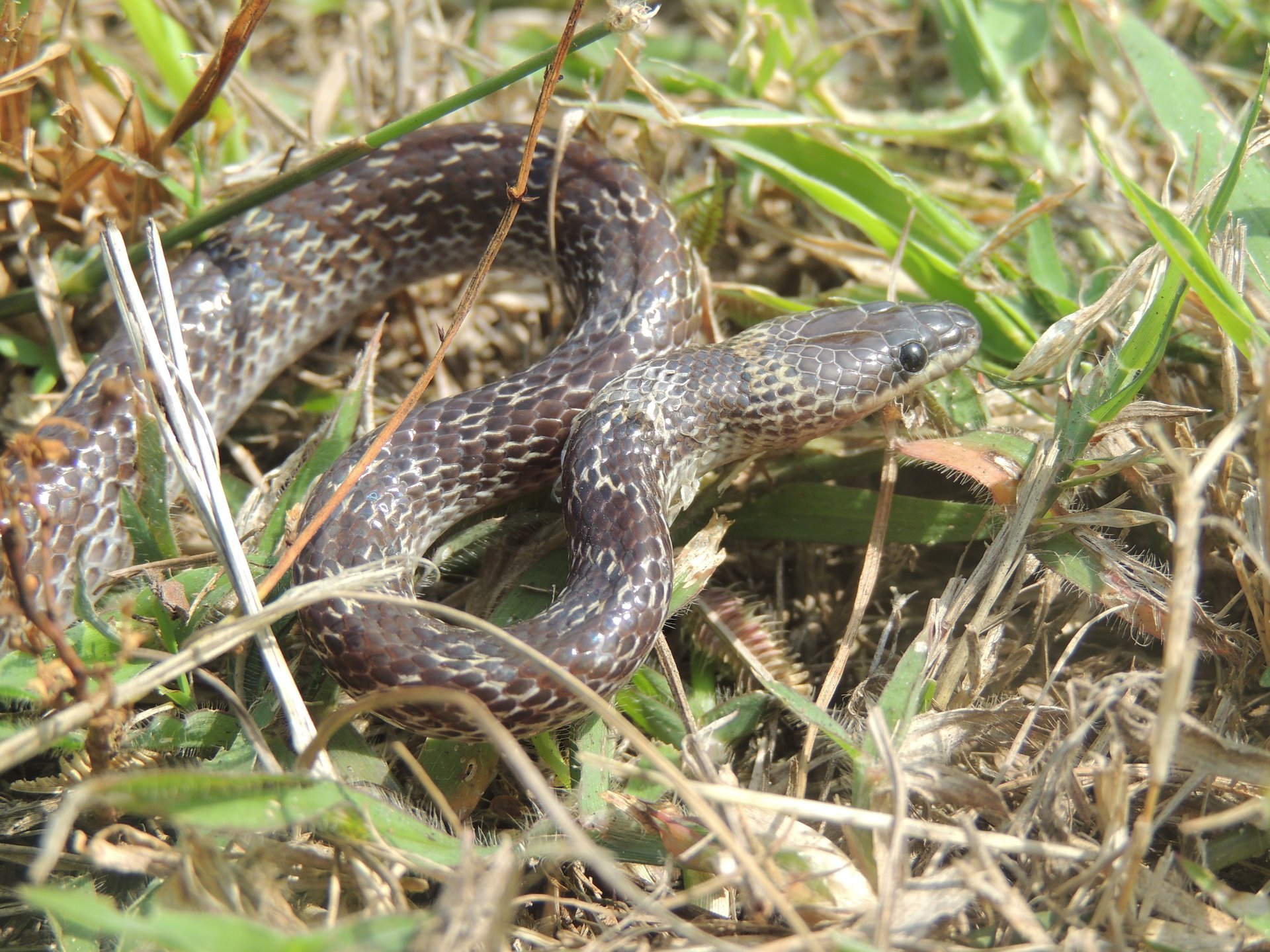 Non-native plant and animal species target global hotspots