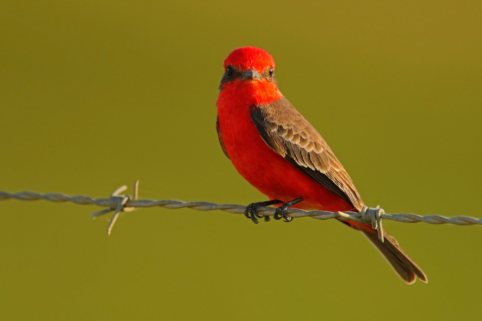 Genes determine the music of songbirds