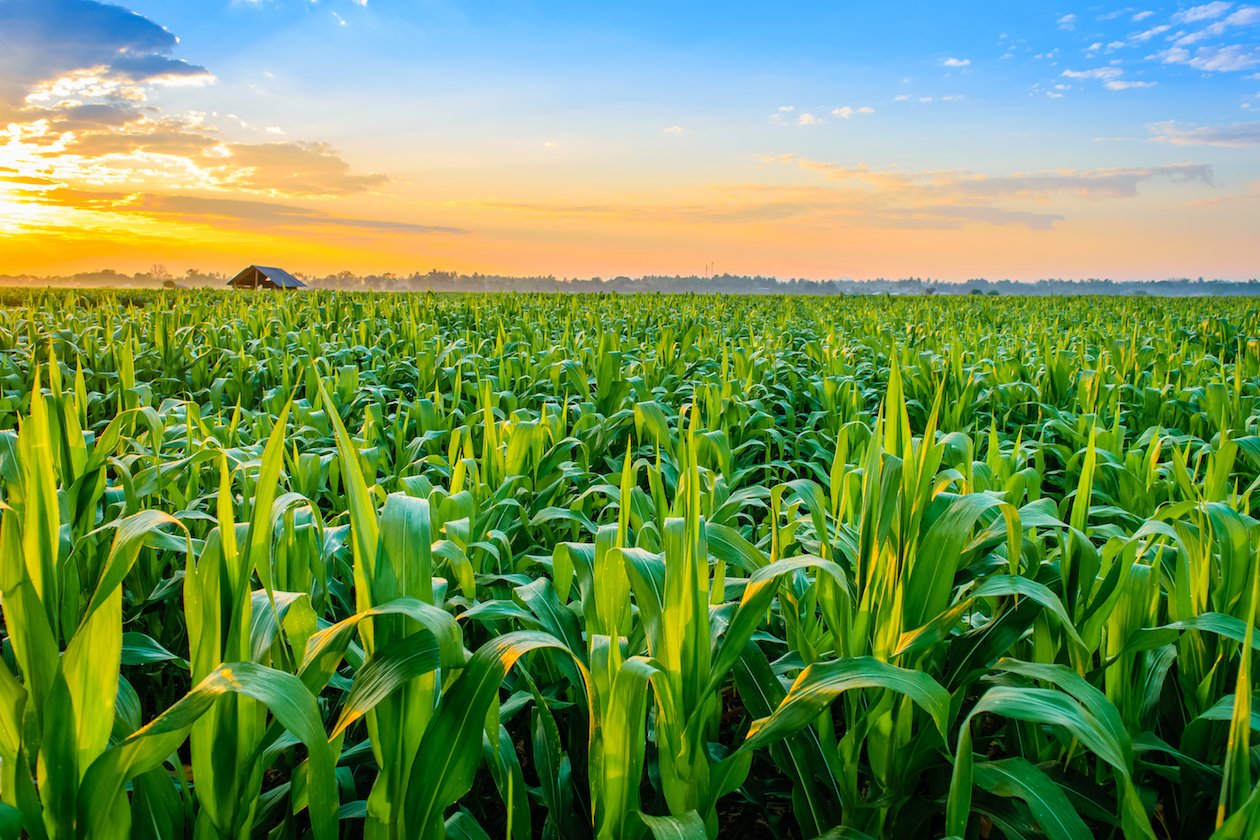 Corn has the adaptability to thrive despite climate change