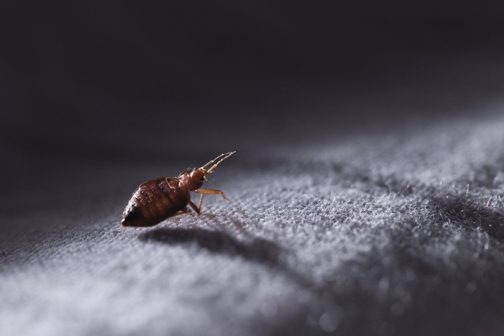 Travelers have strong feelings, little knowledge about bed bugs