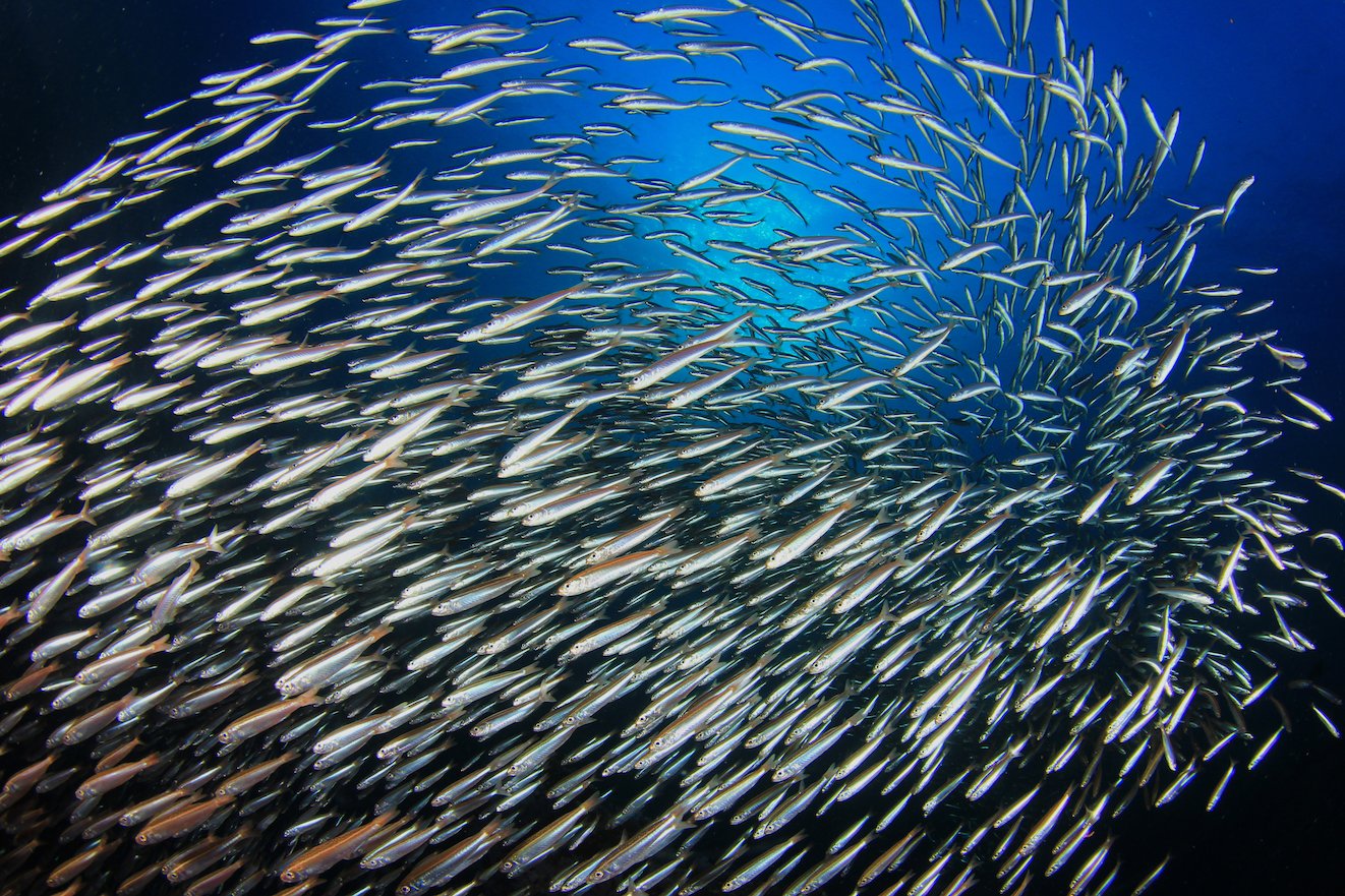 How listening to fish mating calls could help protect them