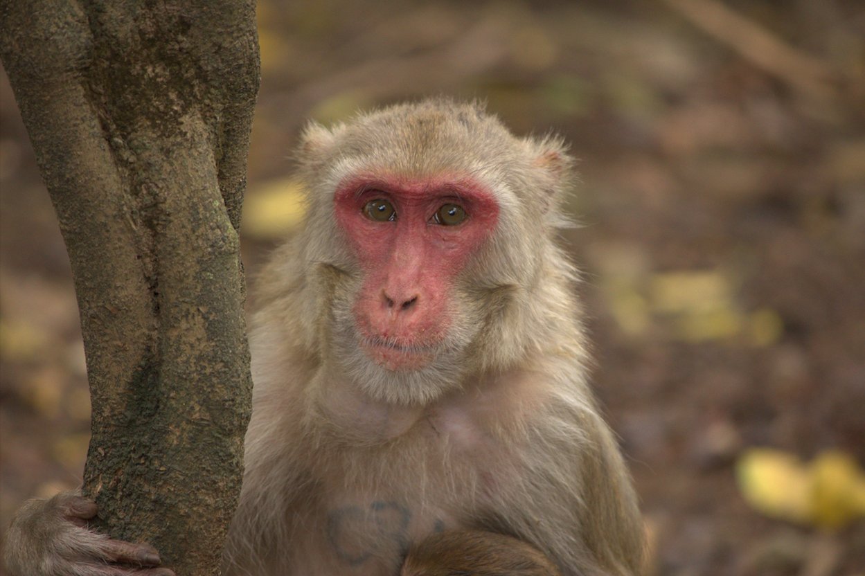Study: Human vision favors social signals
