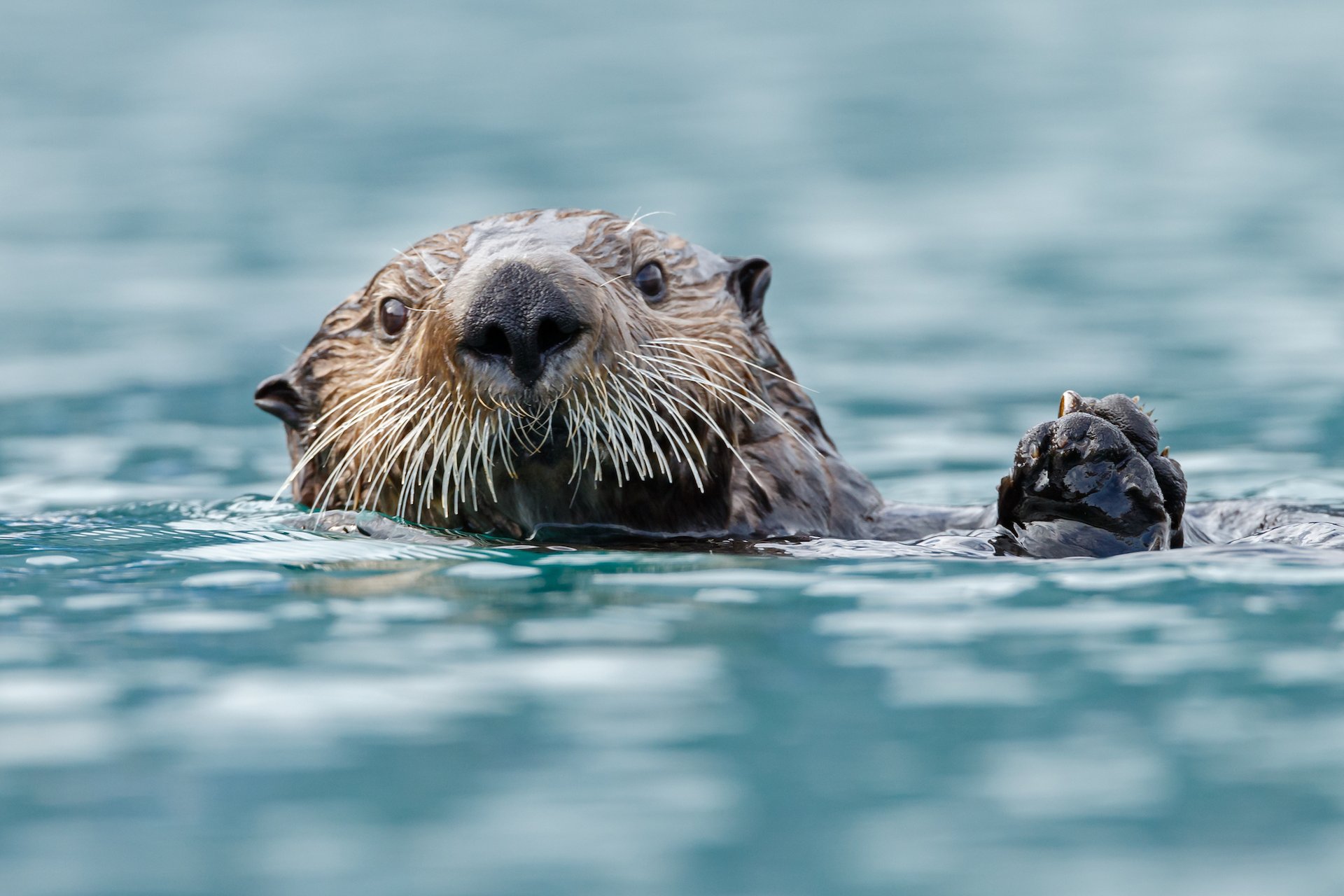 Otter fossil suggests ancient mammals migrated across America