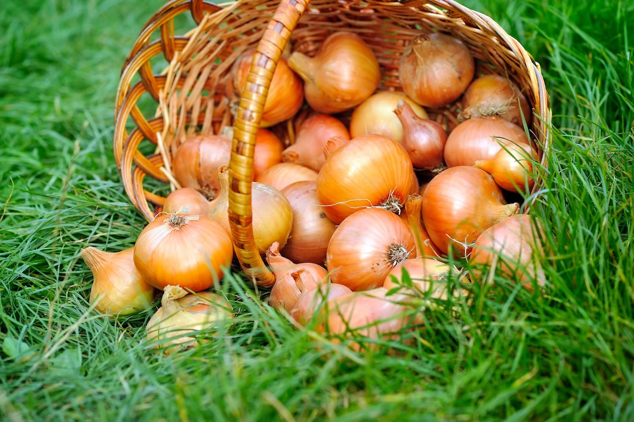 Organic onions contain more antioxidants and flavonoids