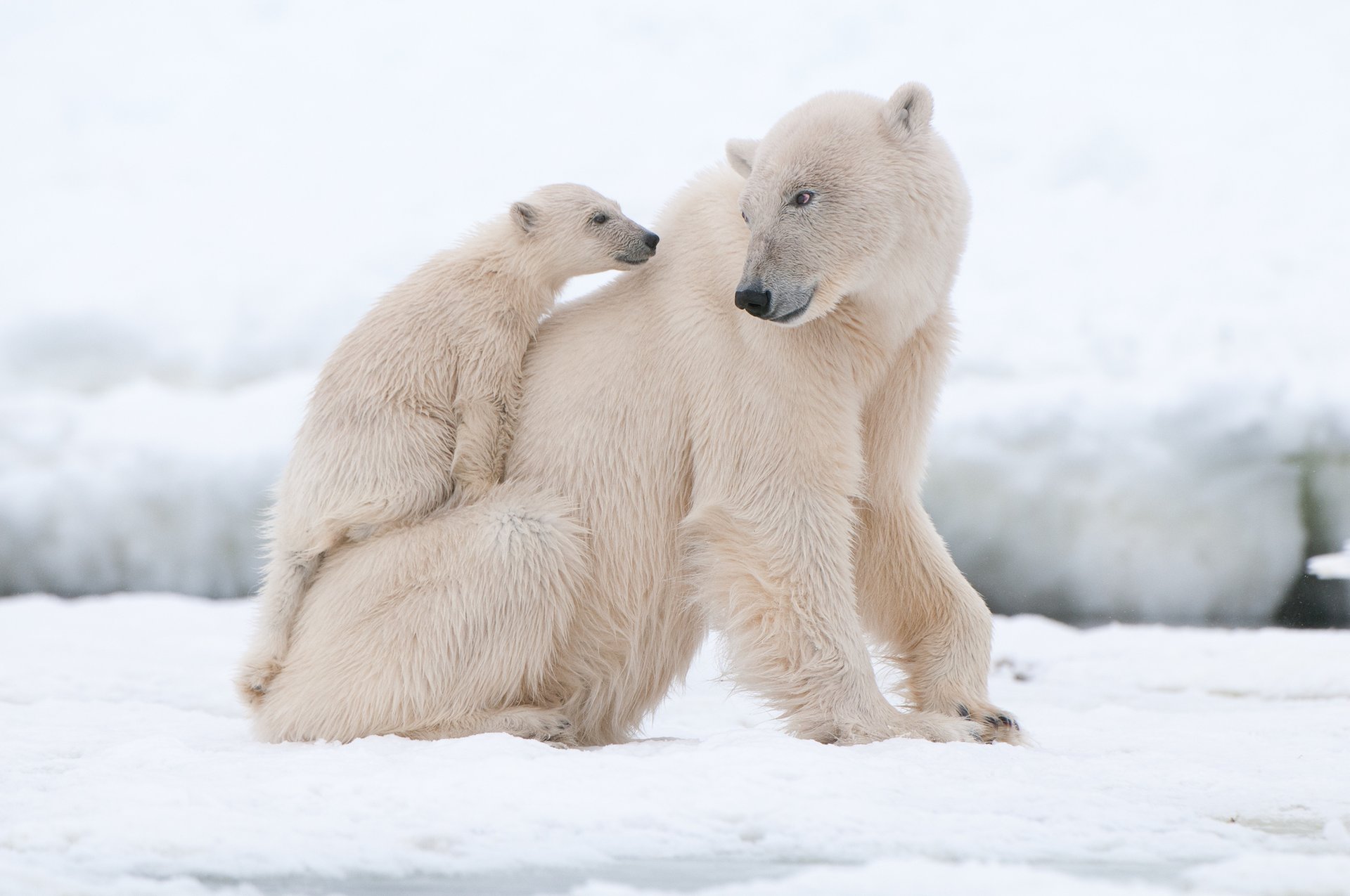 Declining mercury levels in polar bears due to climate change?