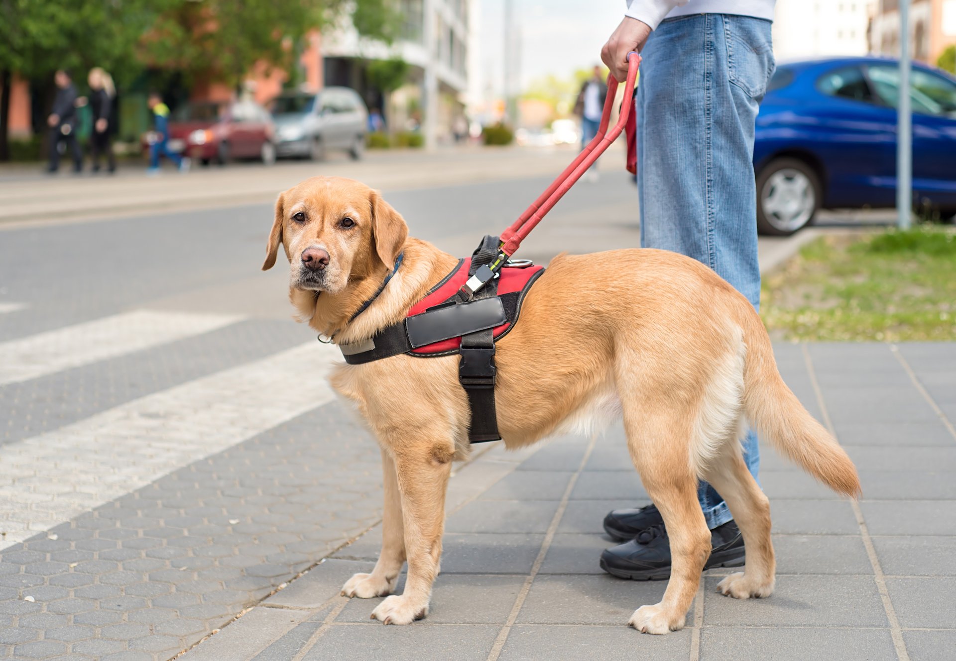 New test predicts which pups make the best guide dogs