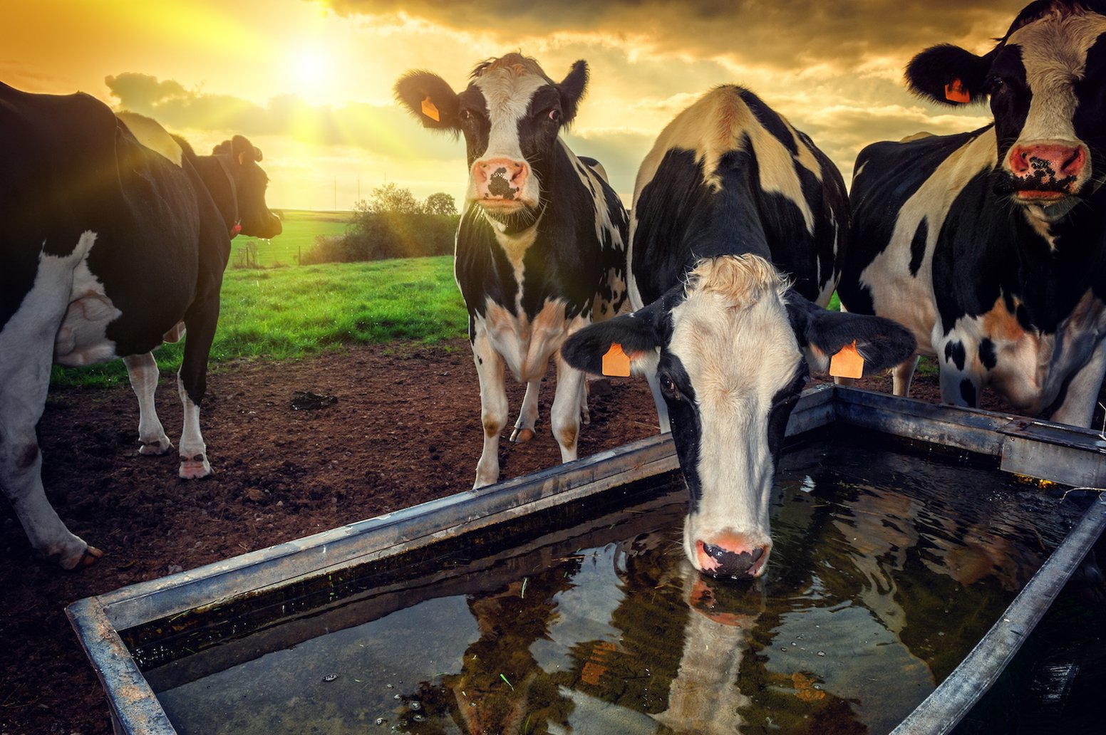 Diet and farming changes that the environment needs us to make