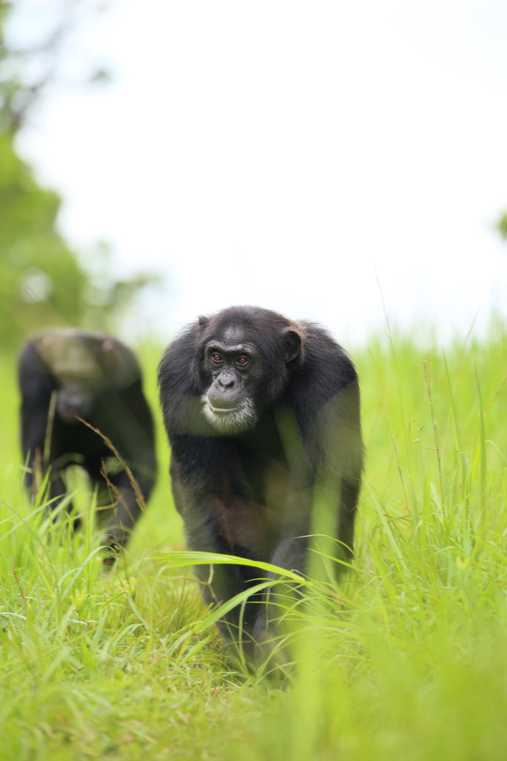 Chimpanzees patrol their territory... and it pays off