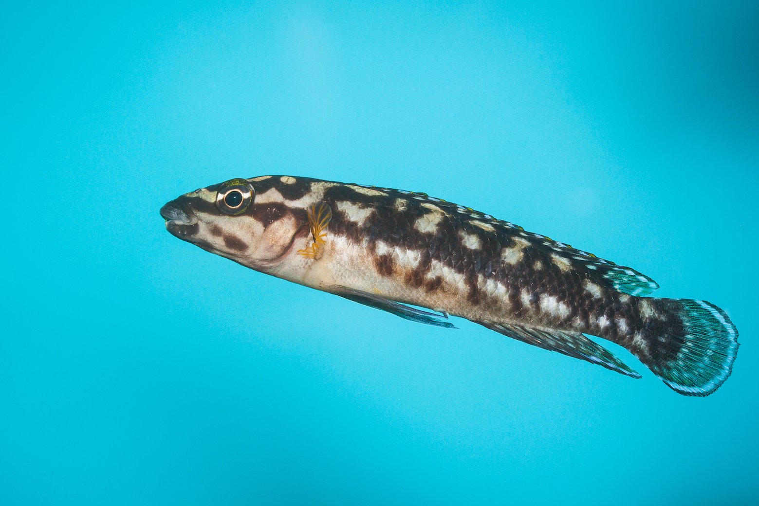 How fish can monitor threats by actually recognizing faces