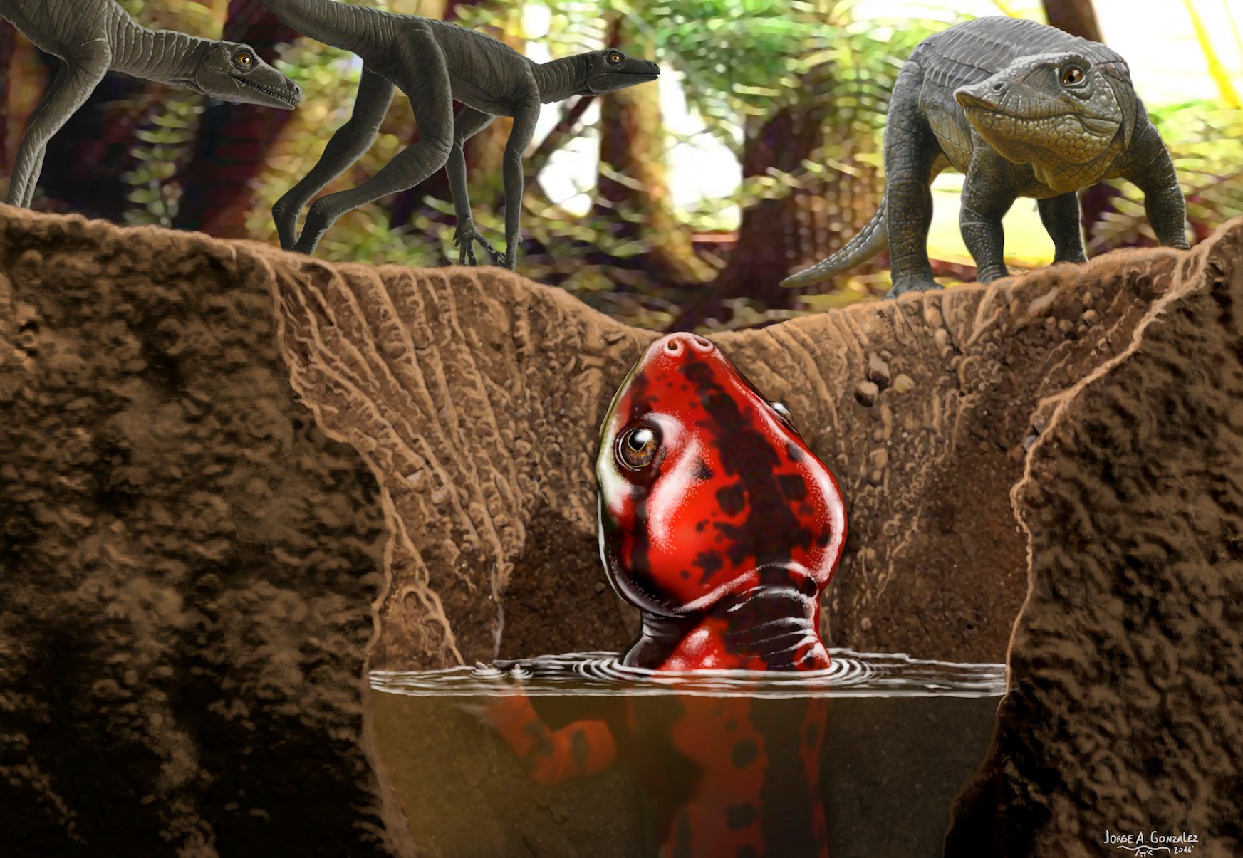 New fossils provide missing link to mysterious amphibians