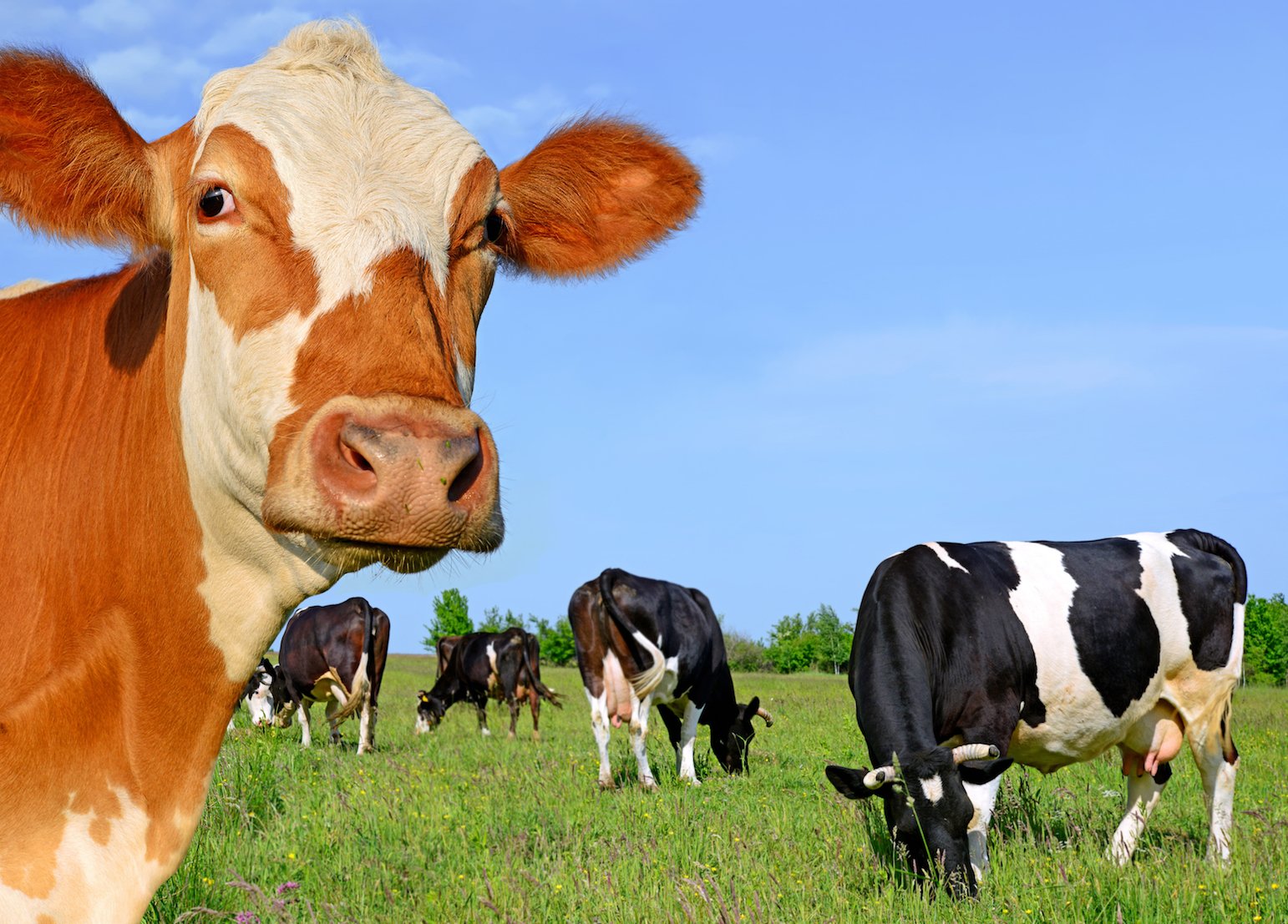 Cow drama! Herd behavior influenced by friction within the group