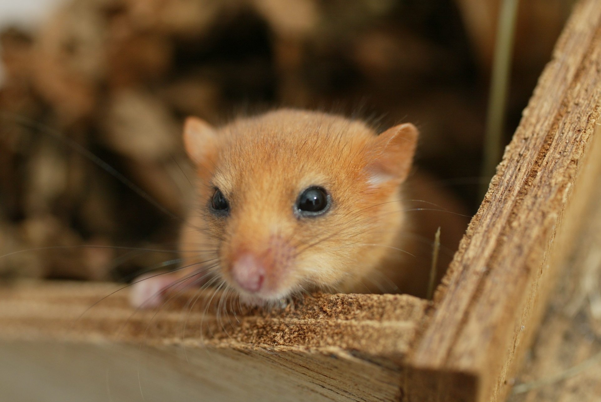 This adorable rodent is on the brink of extinction