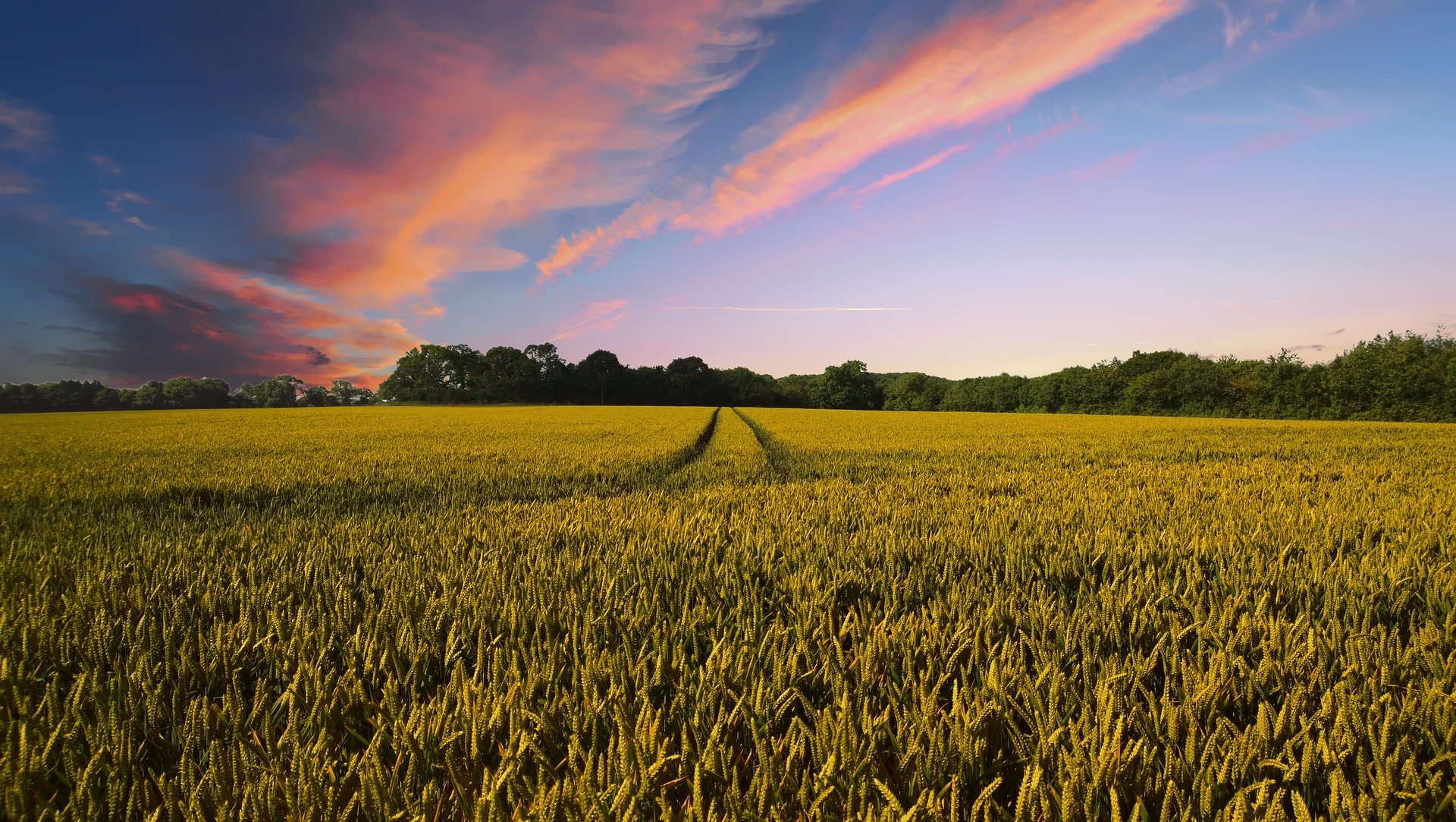 Researchers use mathematical modeling to fight plant diseases