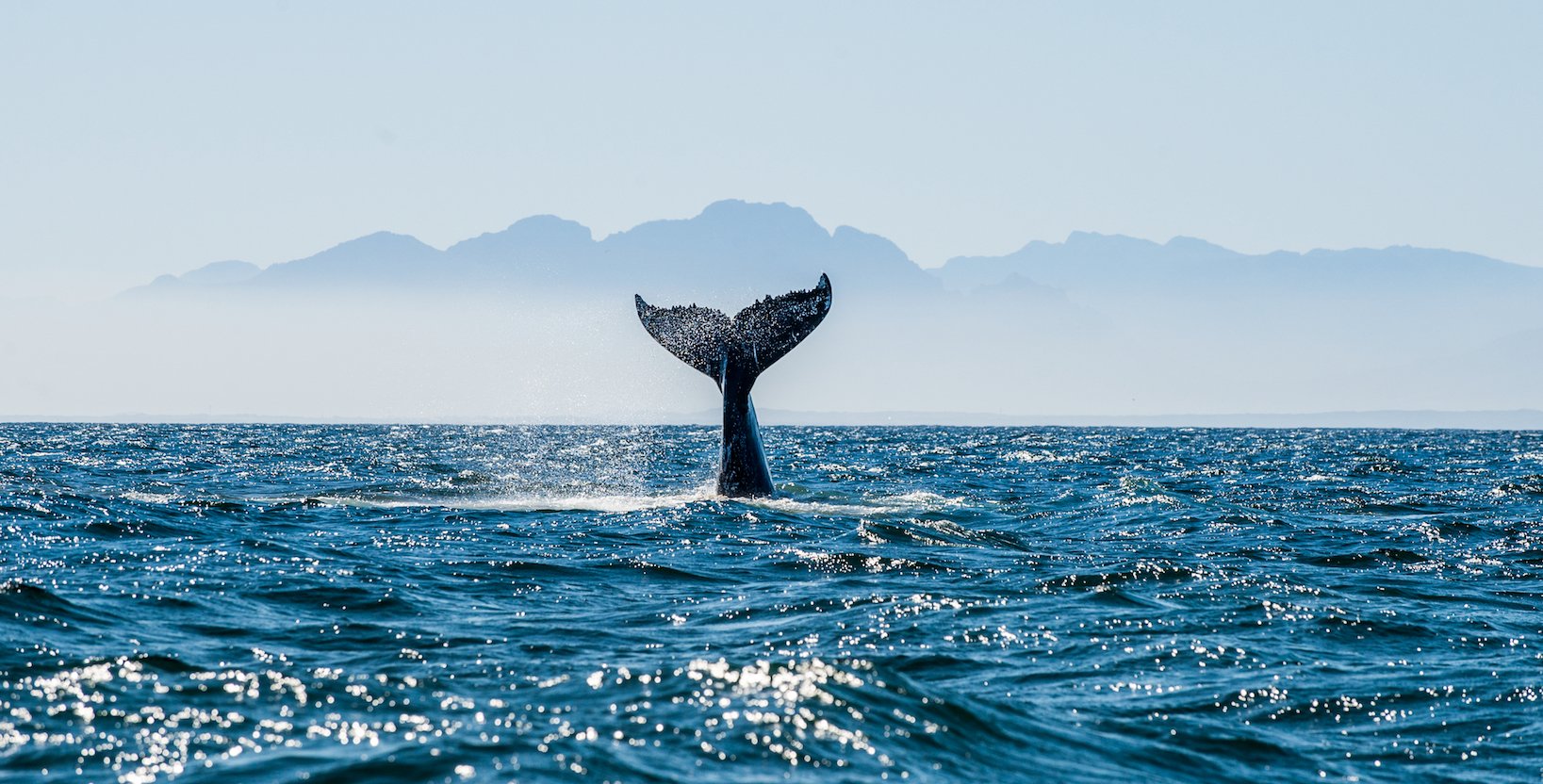 How collapsing whale populations can help save other species