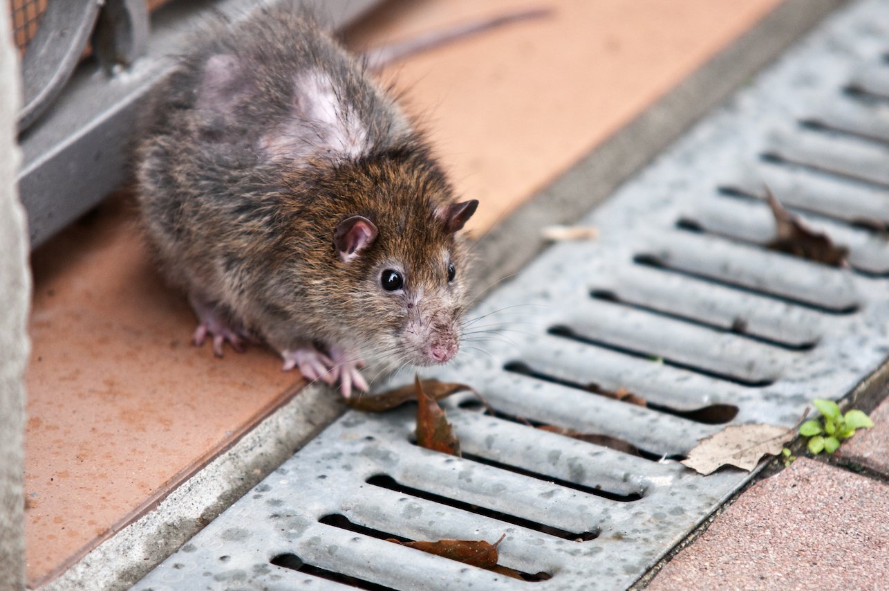 Why rats in major cities aren’t even being monitored