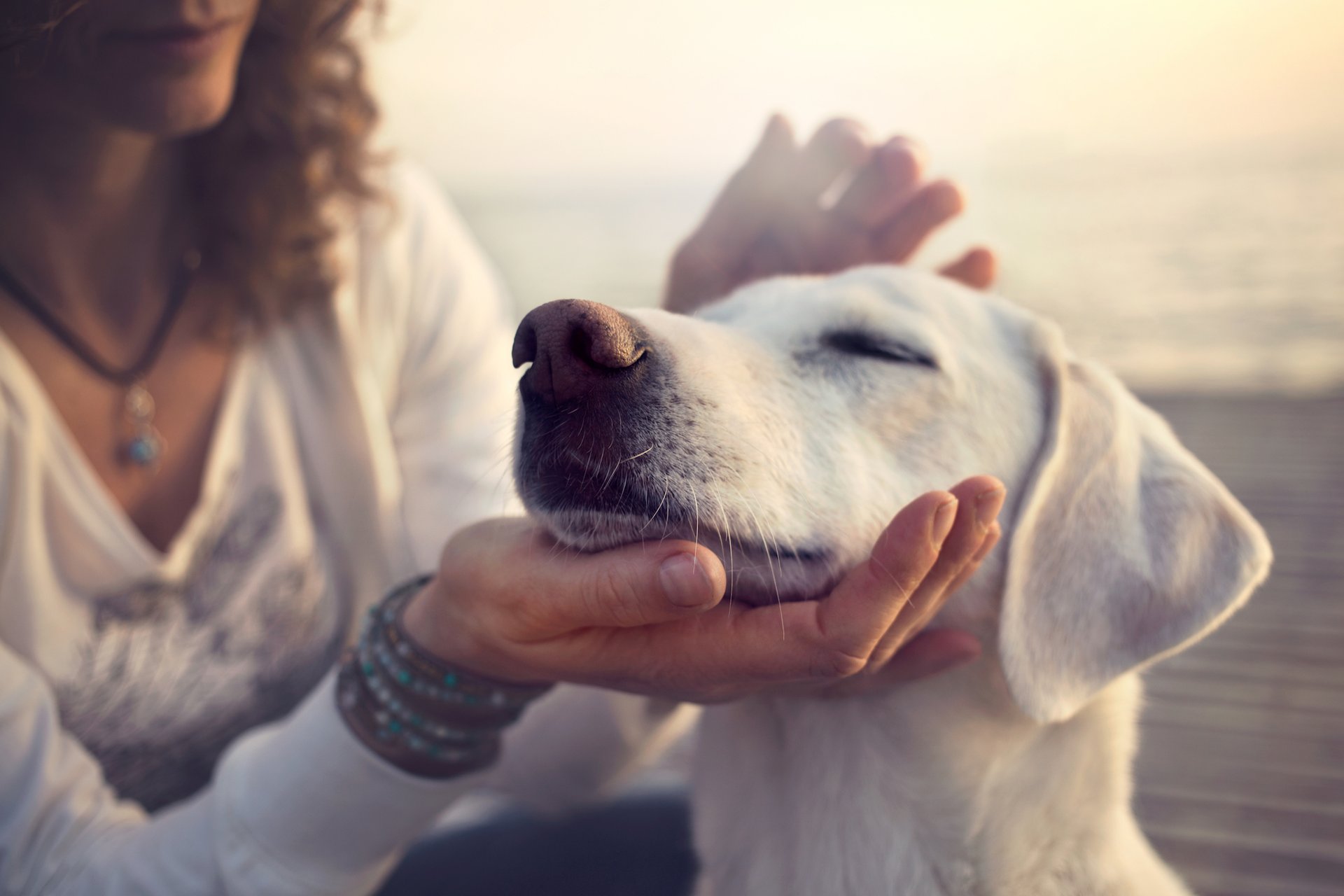Pet owners turning to medical marijuana to treat their animals