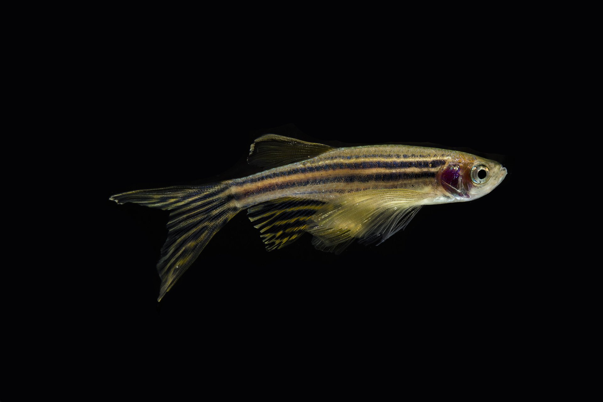 Zebrafish spinal discs can repair themselves, could help humans