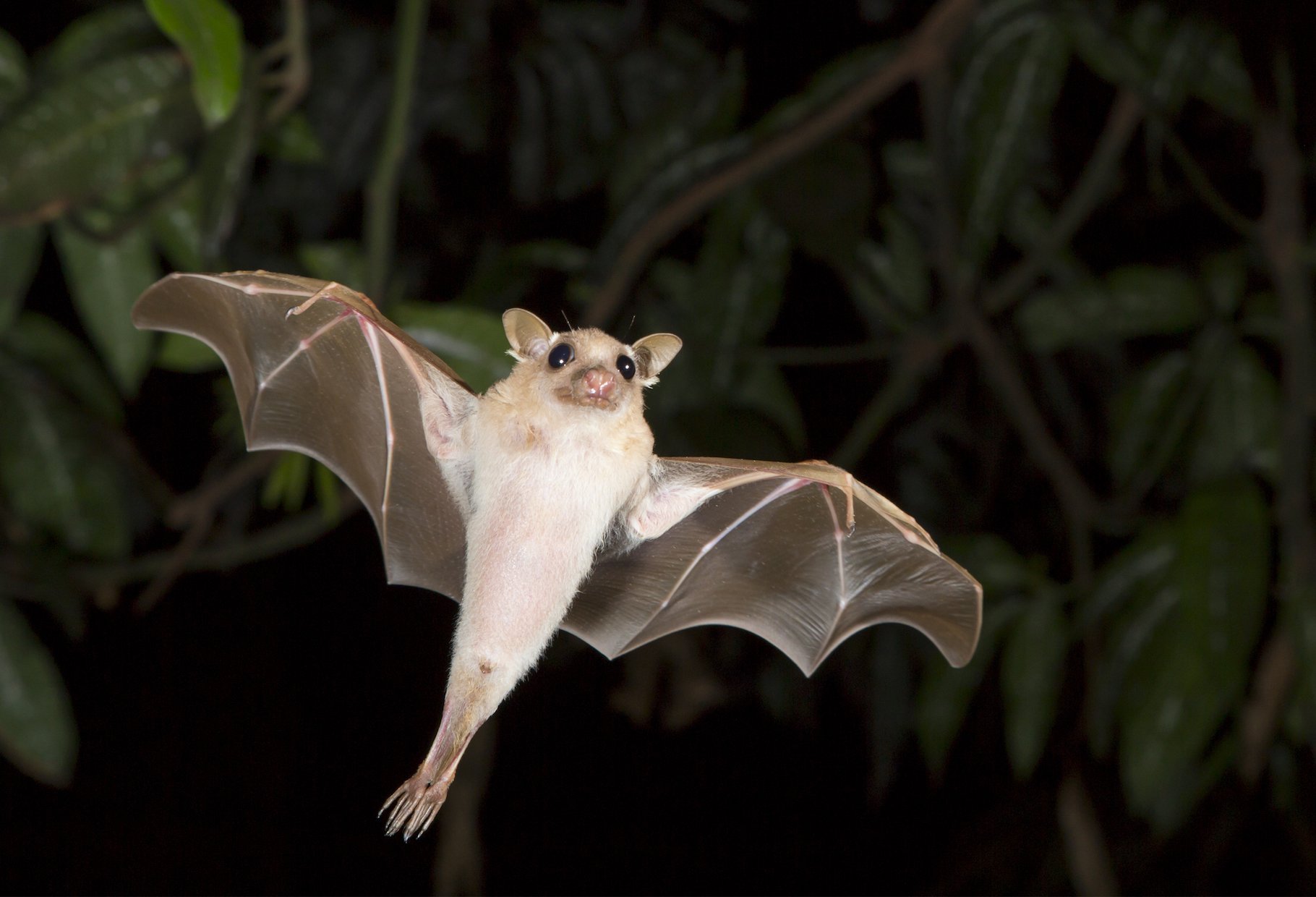 Bats most likely animal to carry viruses that can infect people