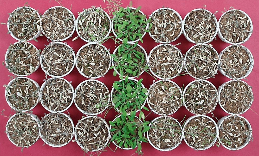 How vinegar can help plants survive droughts