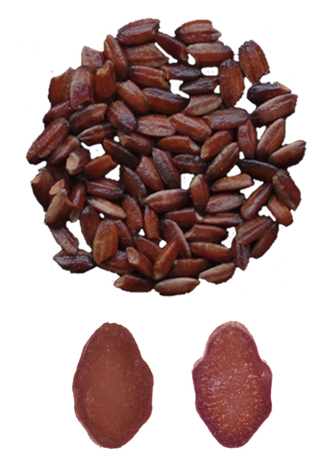 New tool transforms rice into superfood full of antioxidants