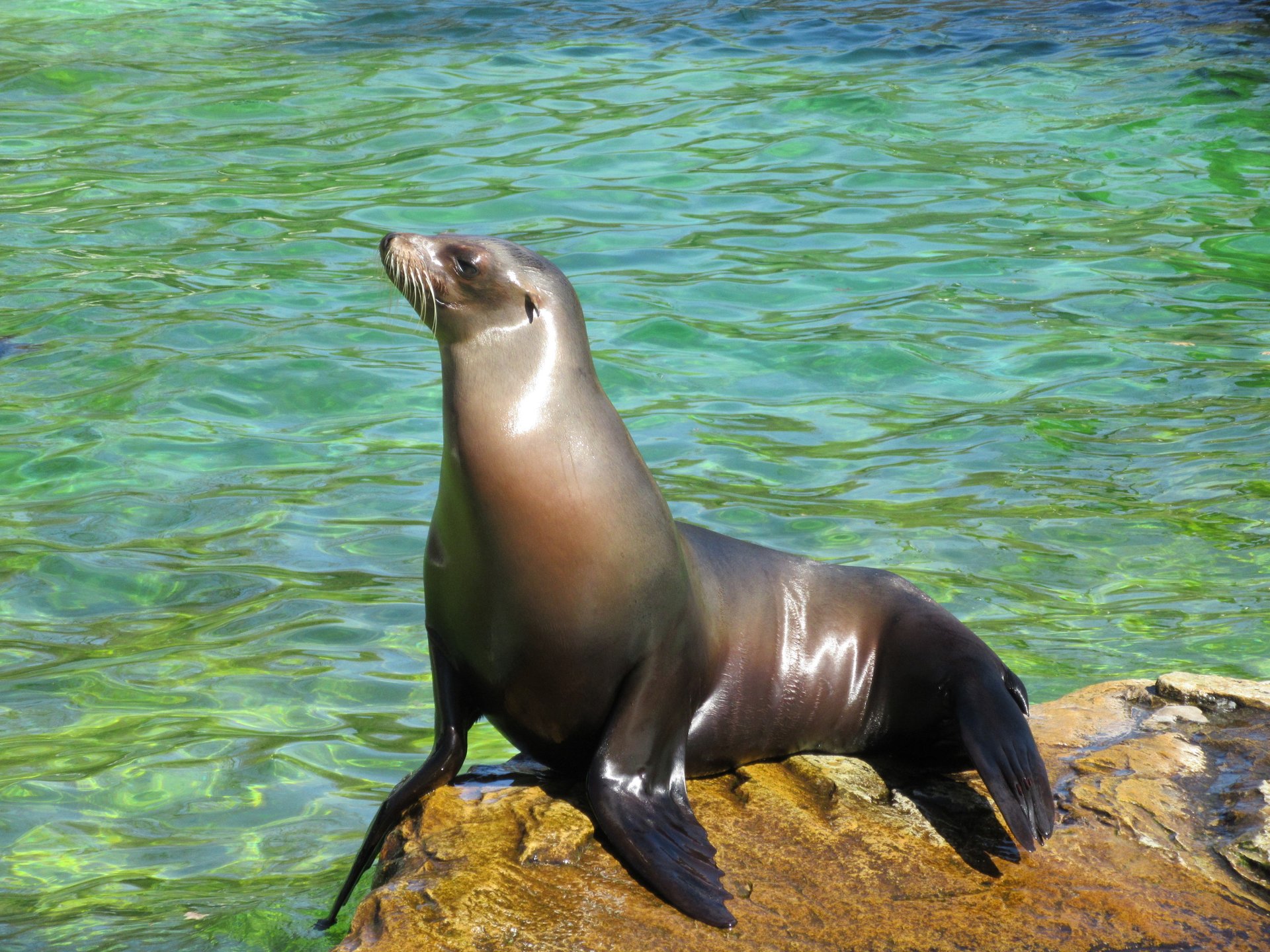 Sea lions suffer from higher ocean temperatures