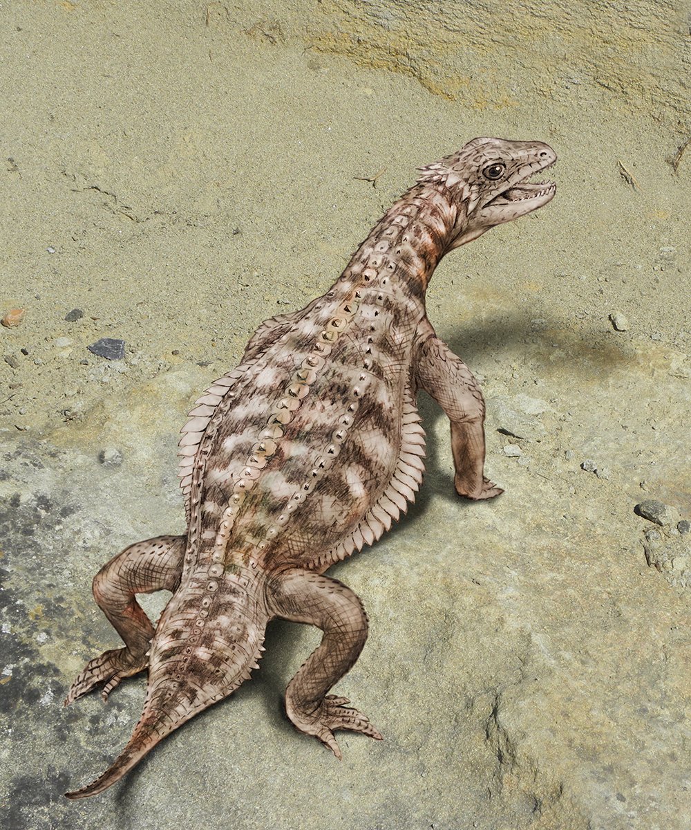 Ancient Swiss reptile fossil resembles mythical dragons