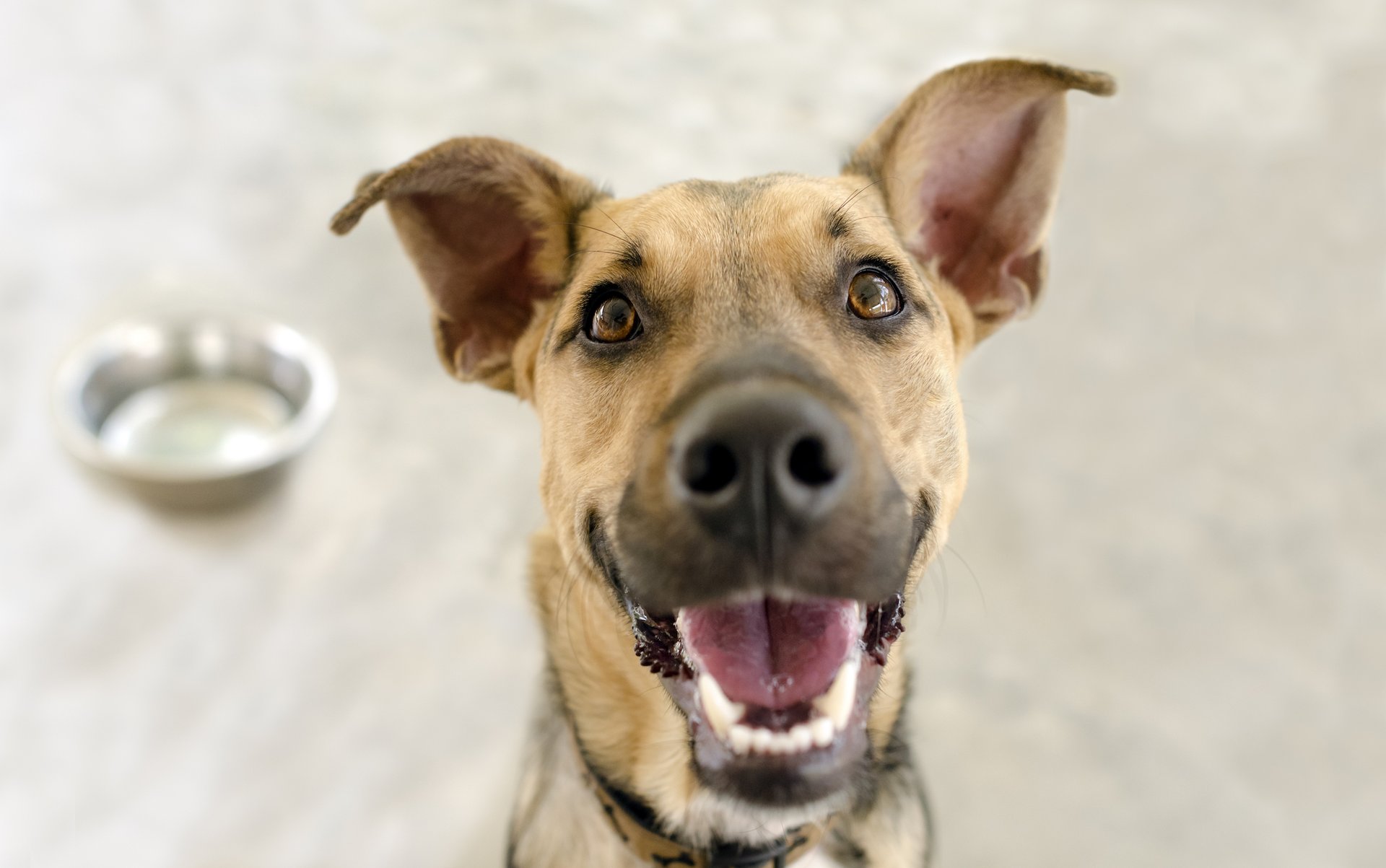 A guide to understanding what your dog means