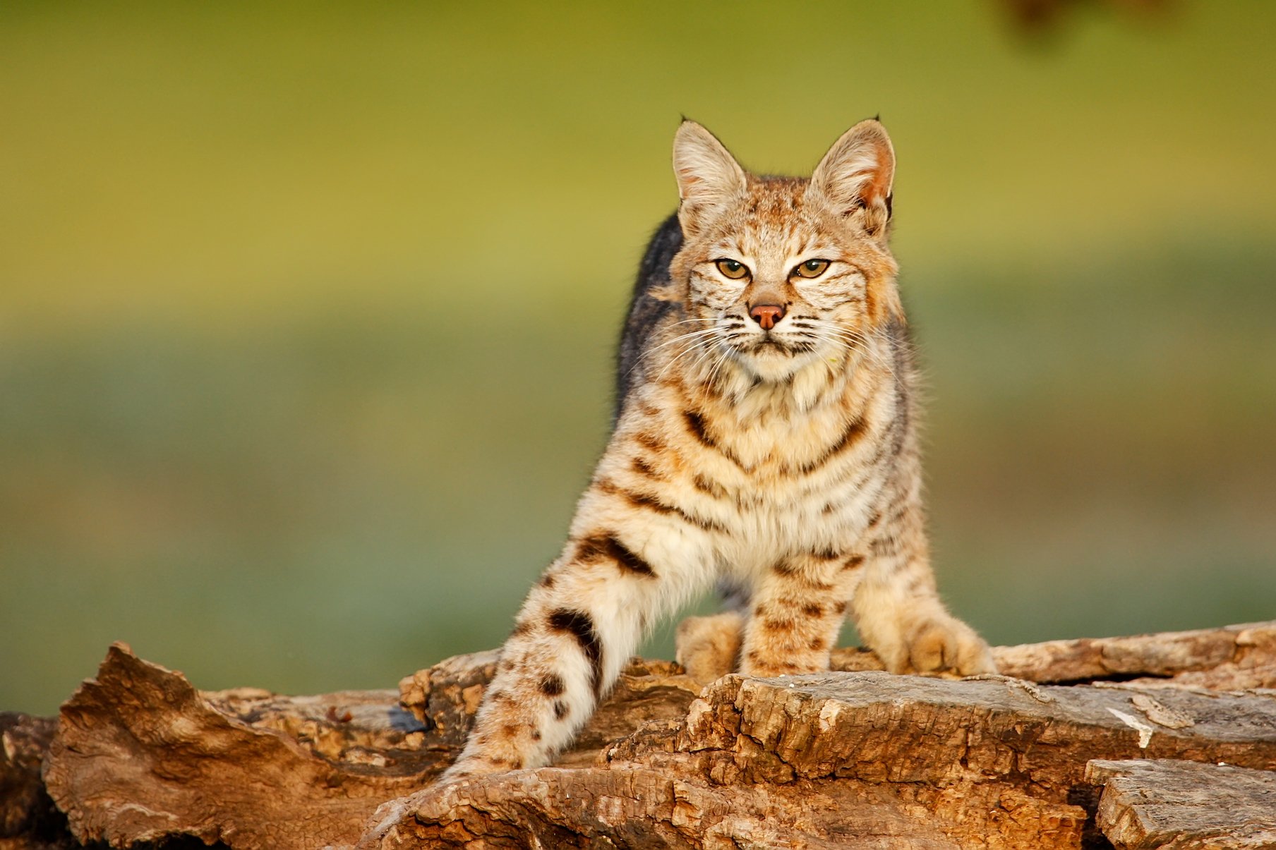 How habitat fragmentation increases risk of extinction