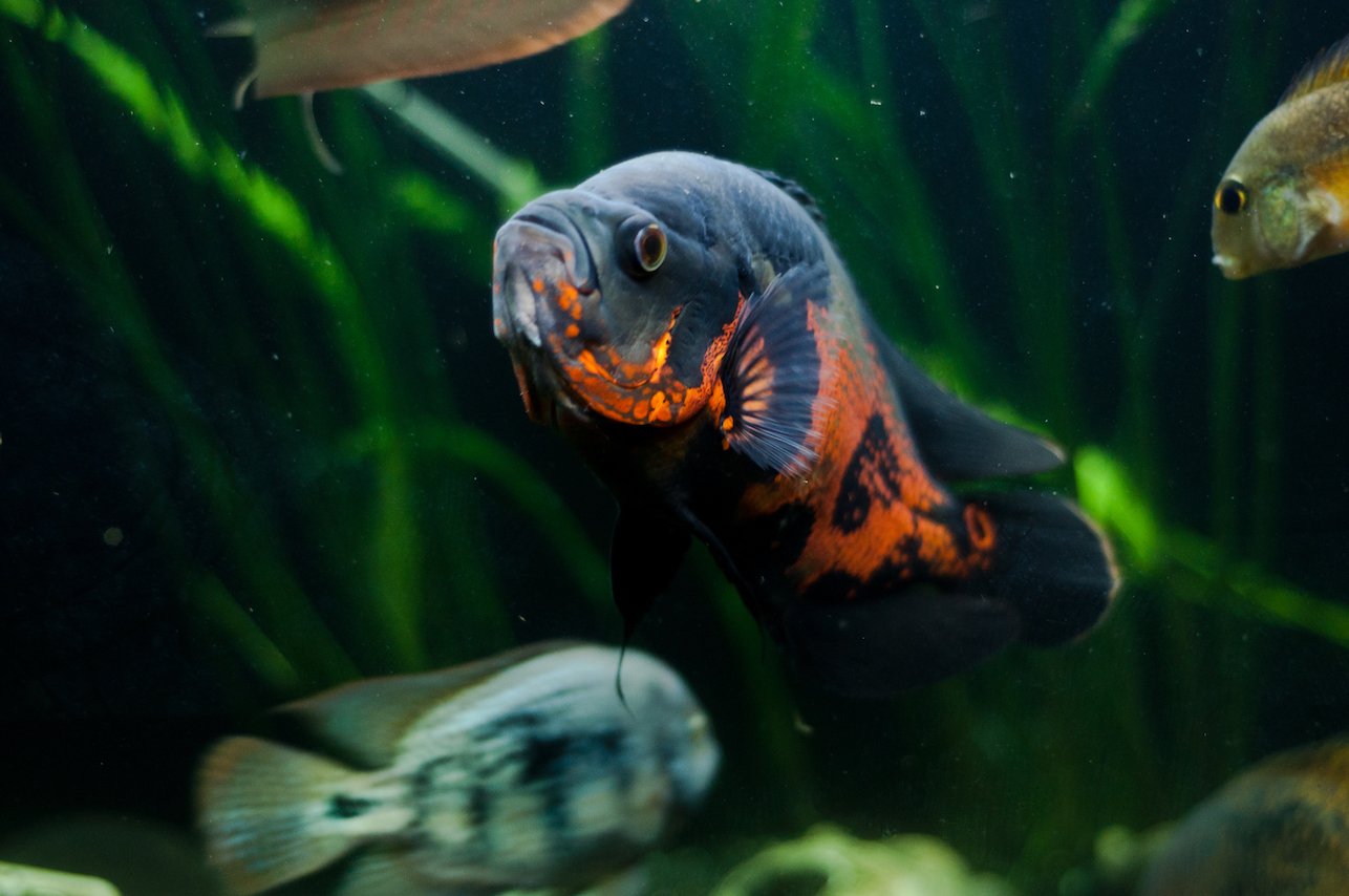 Chemicals flushed down the drain are creating transgender fish
