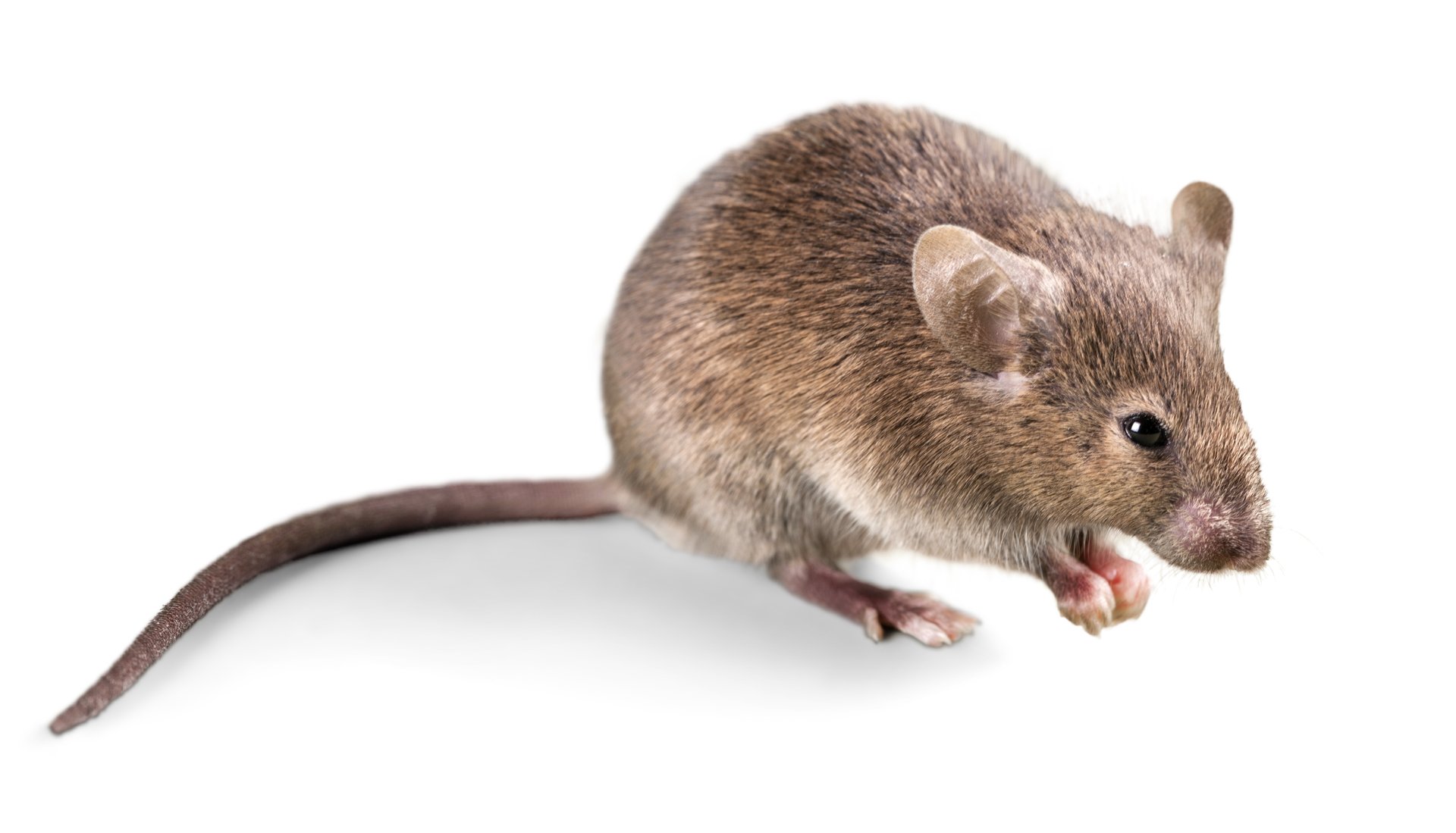 Mice with no sense of smell actively burn fat