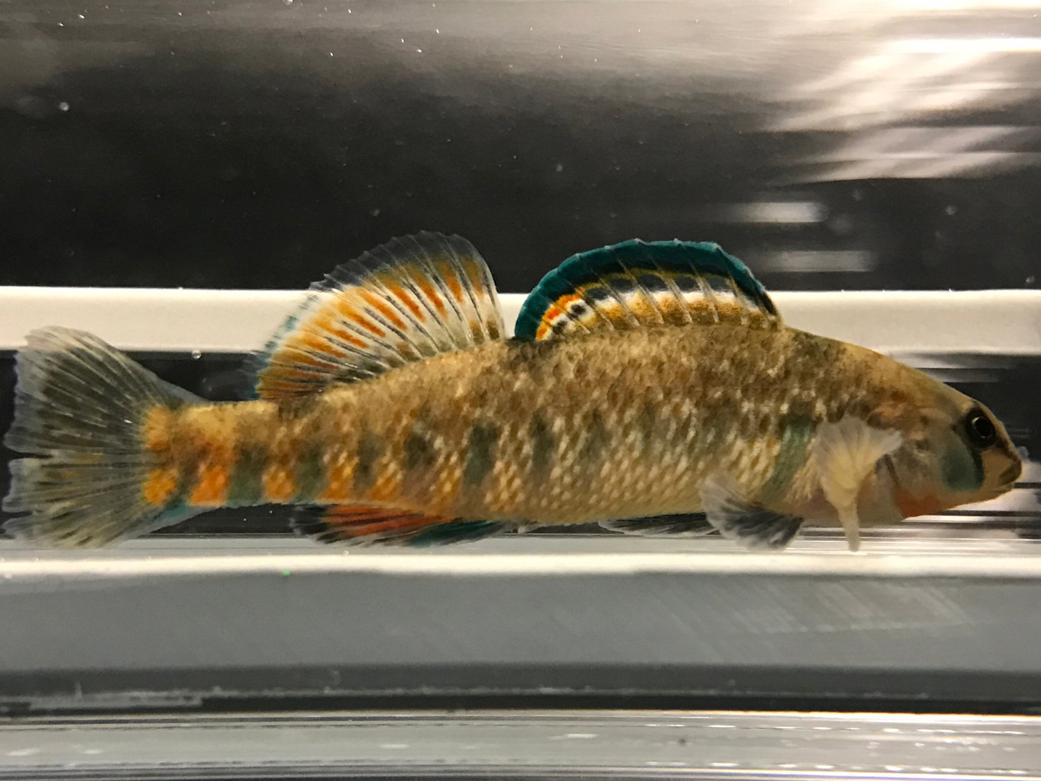 Fish exposed to sewage in water can spread bacteria