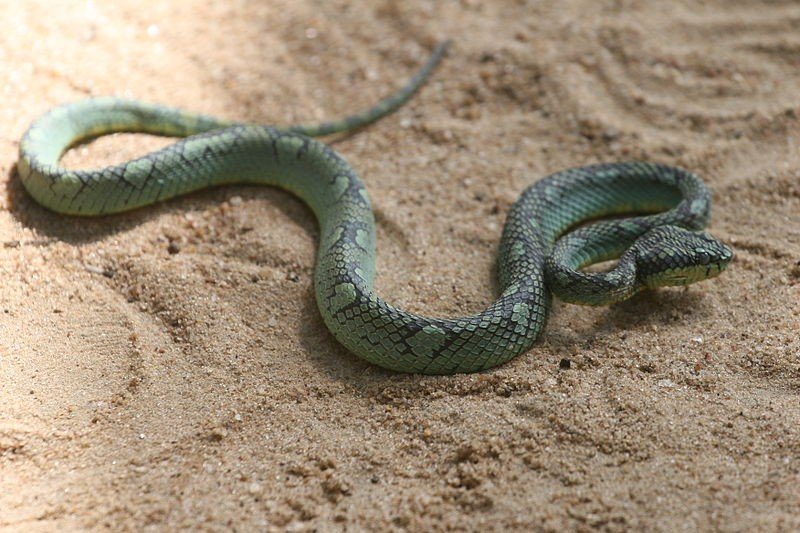 Snakebites cost Sri Lanka over $10 million per year