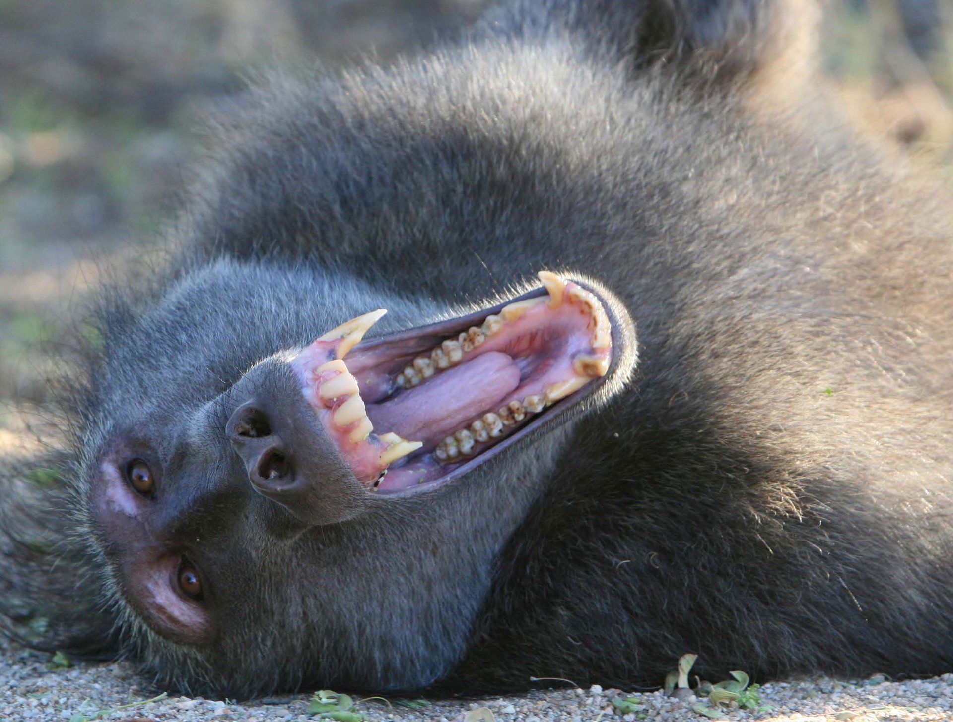 Sexual intimidation tactics used in primate societies