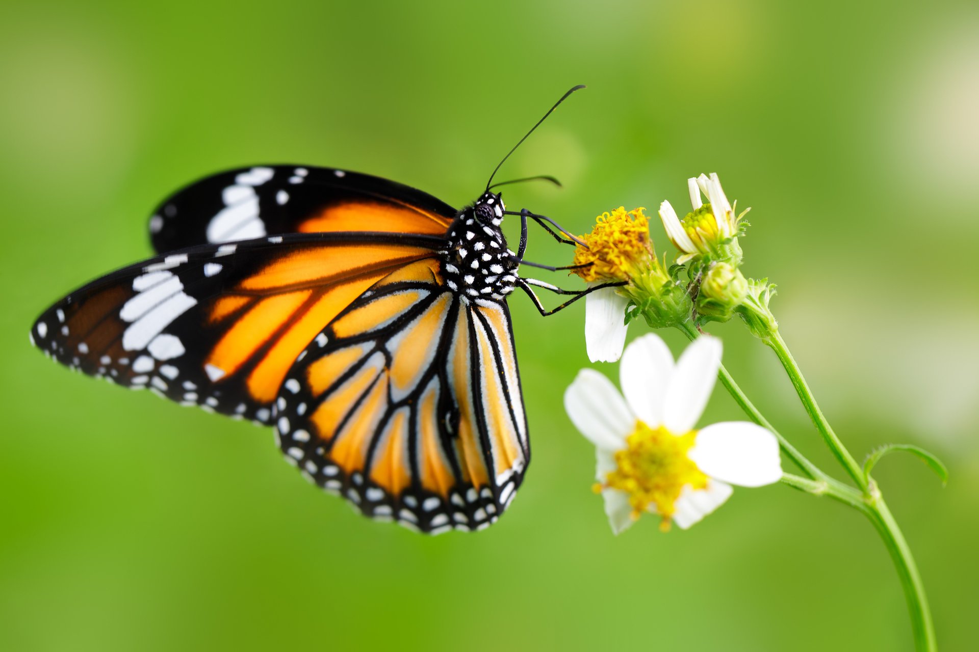 Unraveling the mystery of butterfly sex chromosomes
