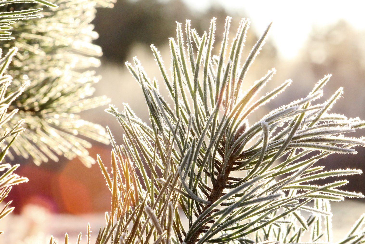 Warmer Arctic is weakening vegetation growth in North America