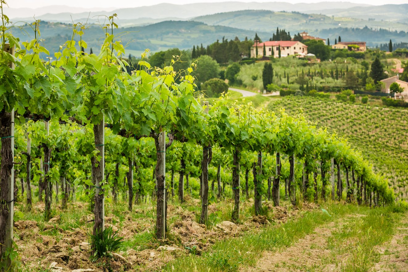 How global warming could severely hurt the European wine industry