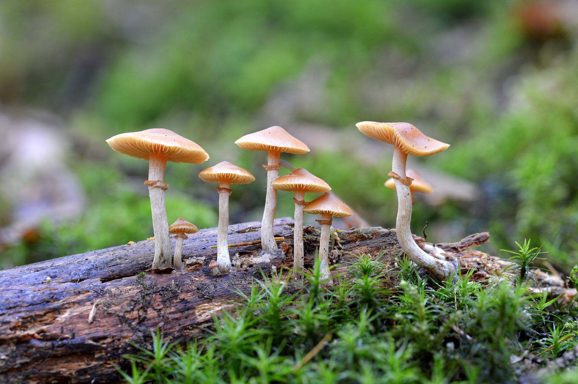 Ingredient in magic mushrooms could help psychiatric therapies