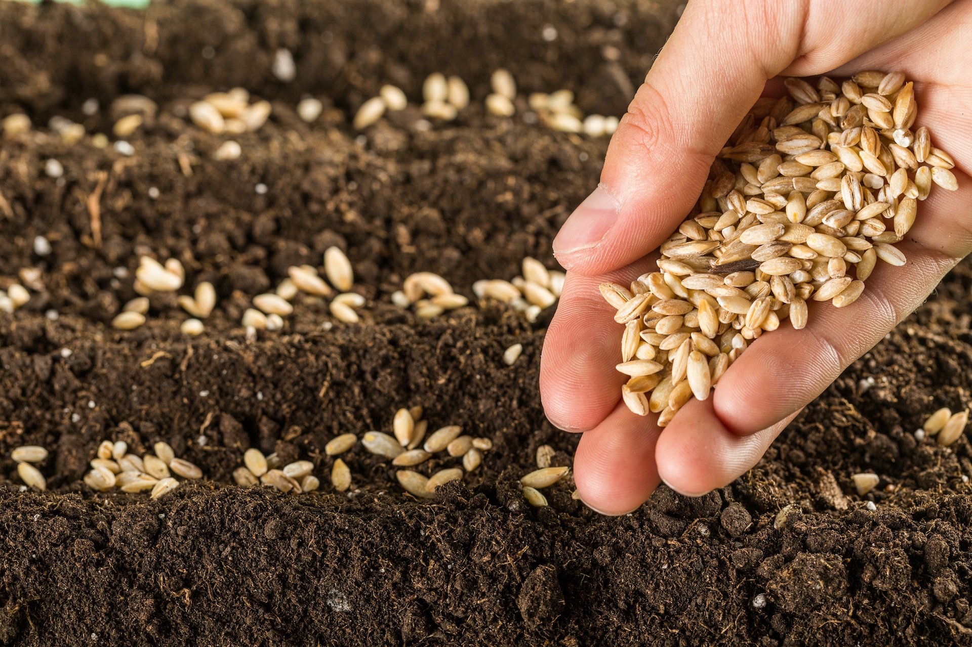 Humans domesticated plant seeds thousands of years ago