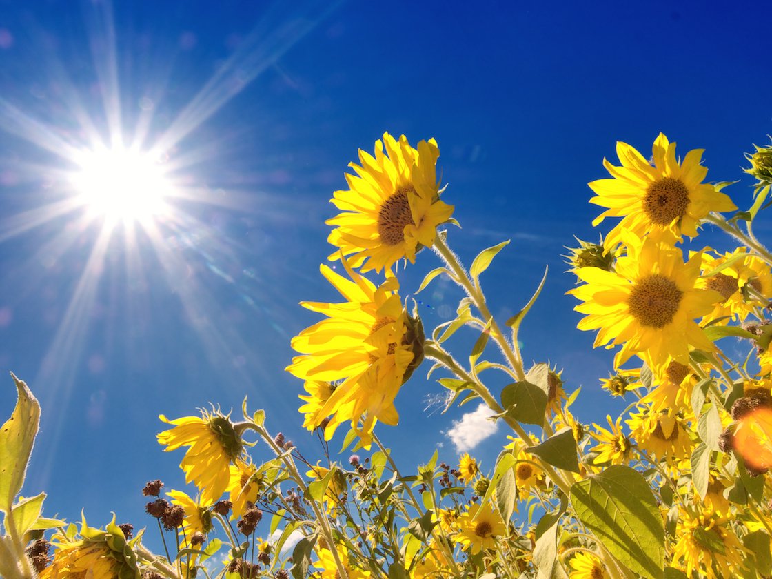 How plants protect themselves from sunshine overdose